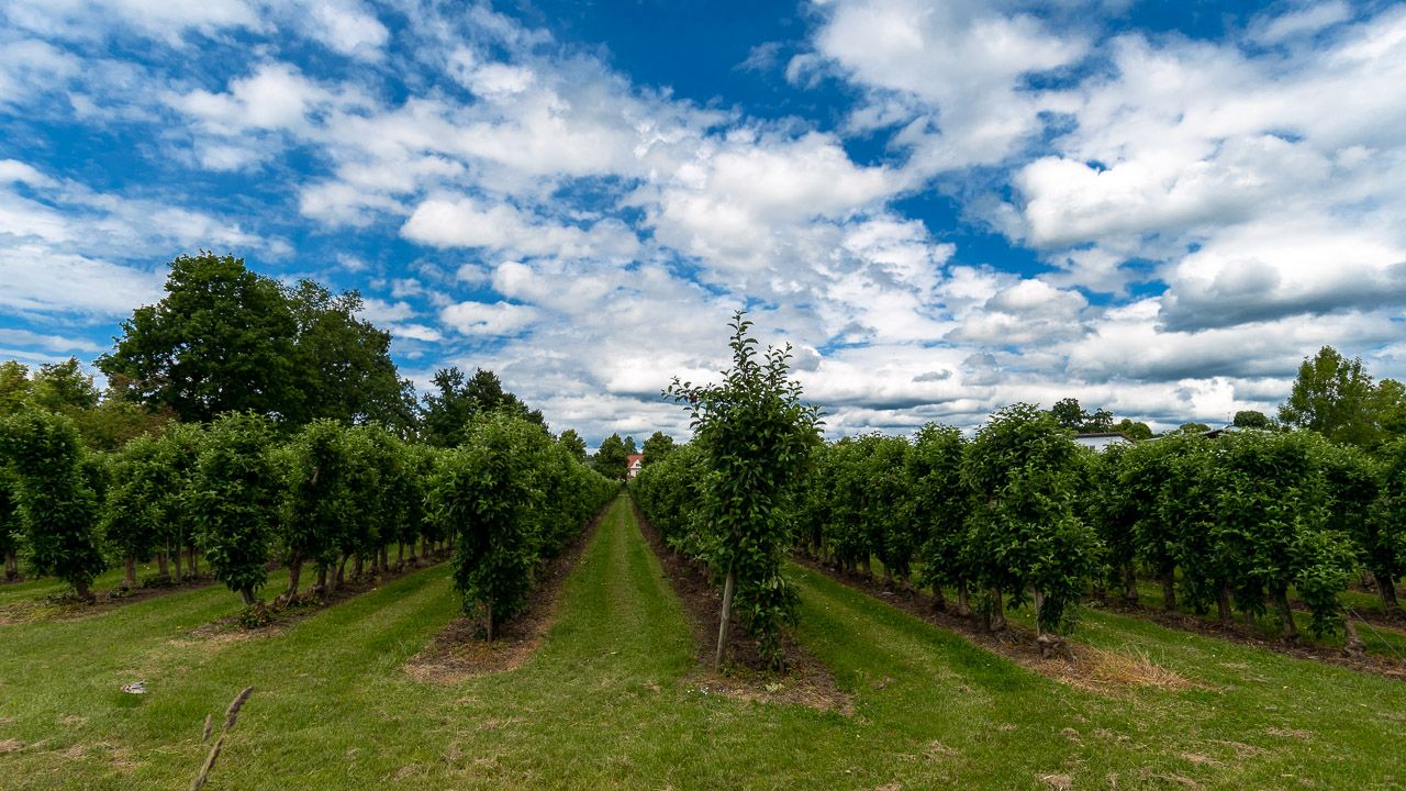 Obstplantage Bodensee