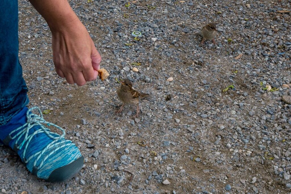 Vogelfütterung