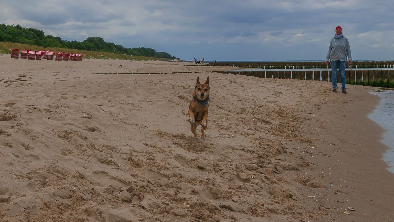 Hundeaction am Strand Usedom