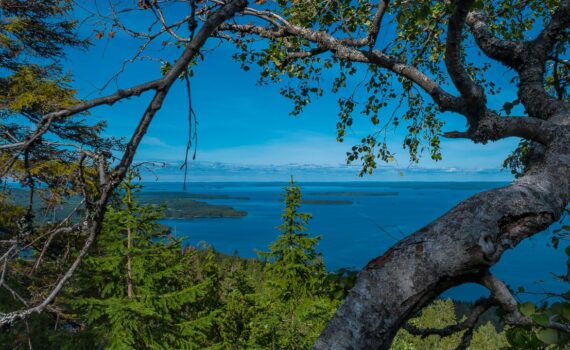 Koli