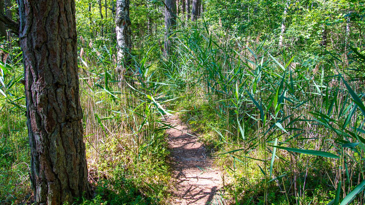 Schilfwege im Nationalpark