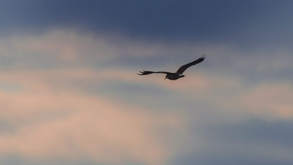 Kiebitz im Abendhimmel