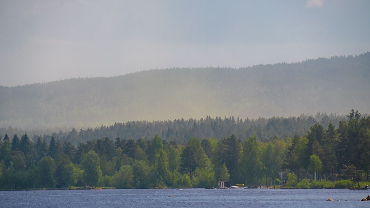 Blütenstaubwolke über dem Wald