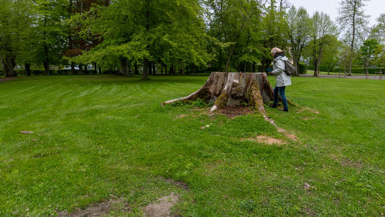 Das war mal eine dicke Eiche
