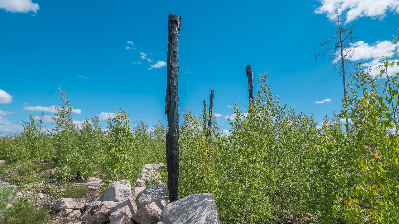 Verkohlte Baumstümpfe im Naturreservat Hälleskogsbrännan