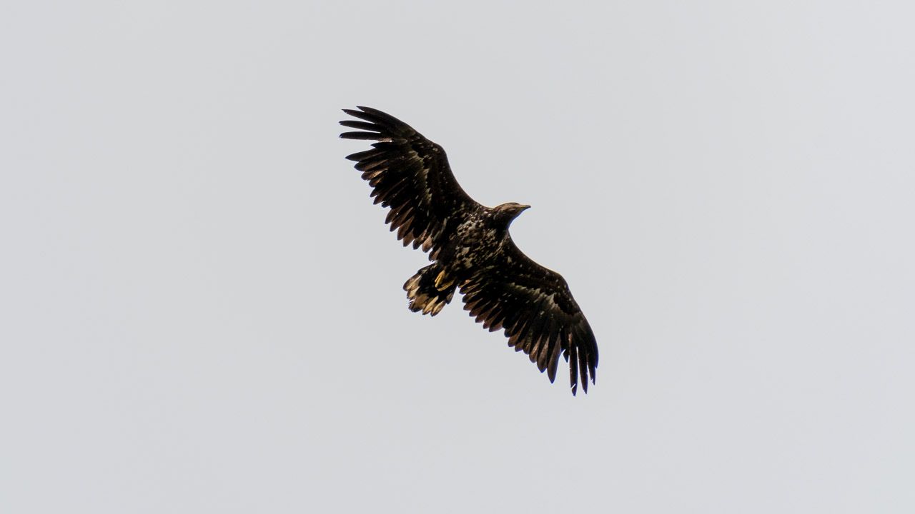 Ein Adler