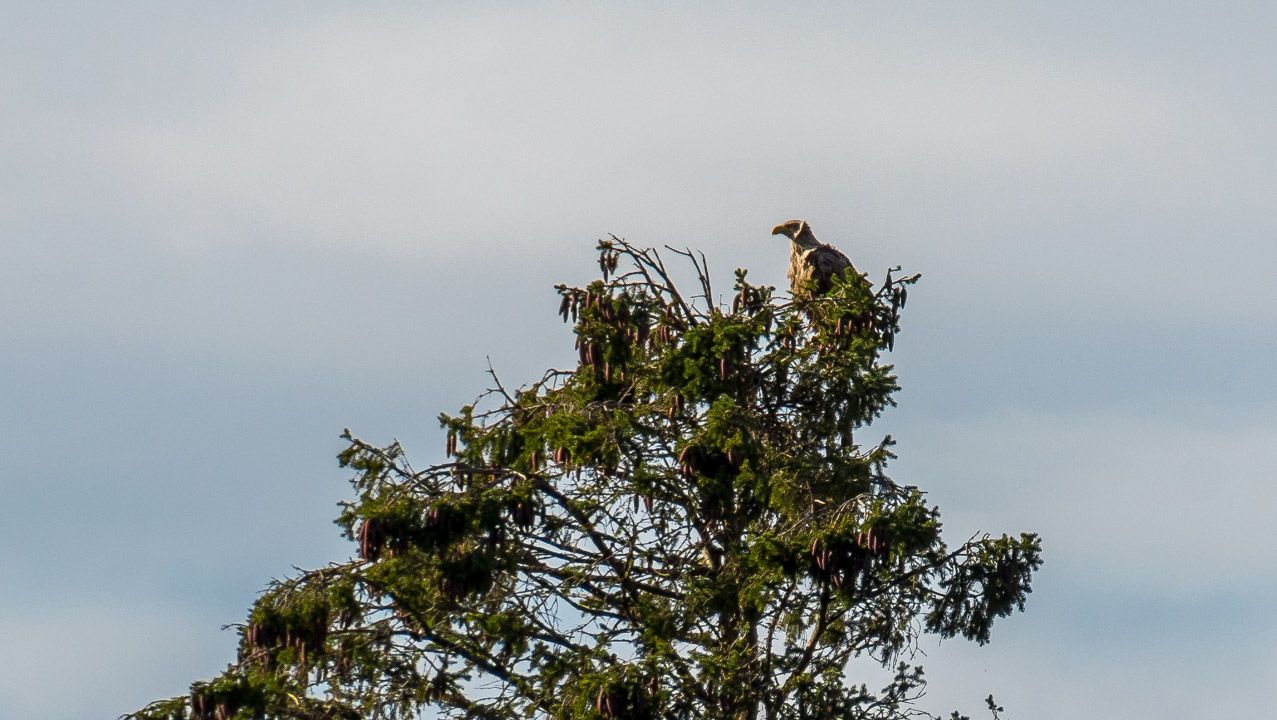 Ein Weißkopf Seeadler bei Overhalla