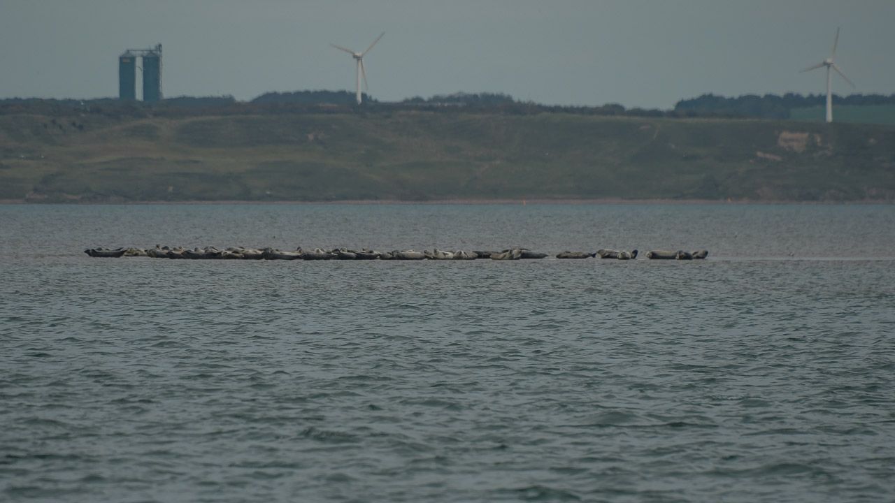 Robben auf den Sandbänken in Anger