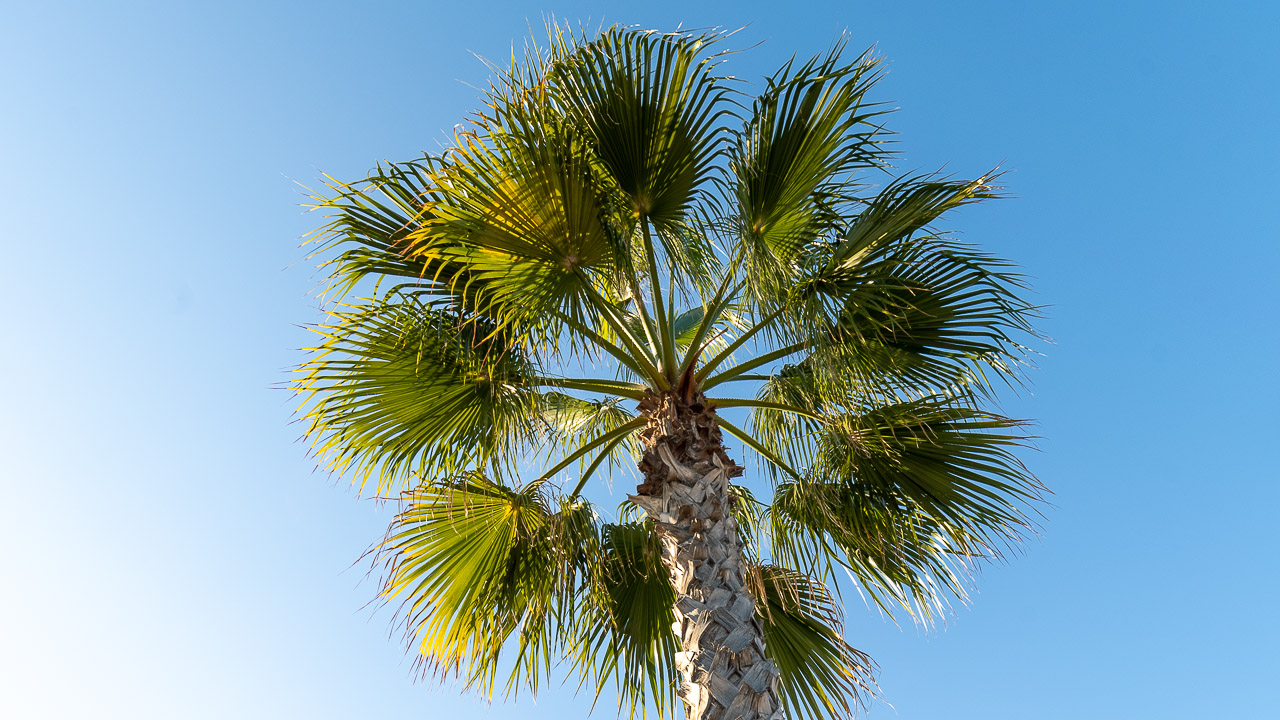 Palmen in Salou